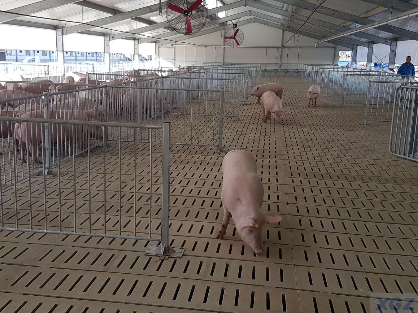 Fazenda de porcos pré-fabricada com estrutura de aço galvanizado